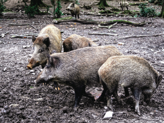 Aumento descontrolado do número de javalis em reportagem no jornal Sol